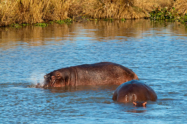 Hippopotamus - Hippo stock photo