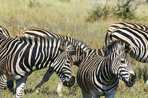 Zebras in South Africa stock photo