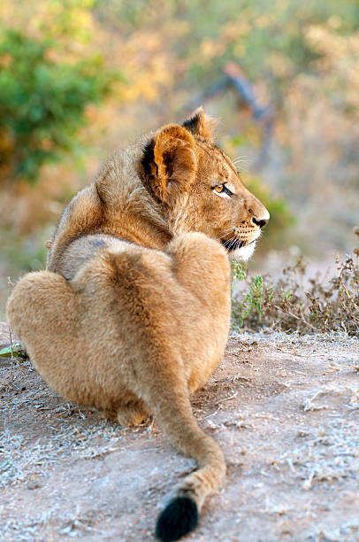 Lion cub in the morning light South Africa stock photo