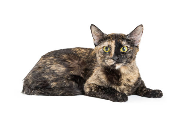 Pretty Tortoiseshell Cat Isolated on White Beautiful black and tan tortoiseshell cat lying down on a white background tortoiseshell cat stock pictures, royalty-free photos & images