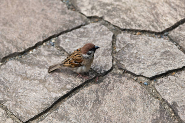 close-up of a sparrow perching on stone floor