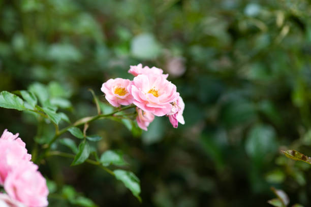 close-up of pink rose flower 'Summer Wind'