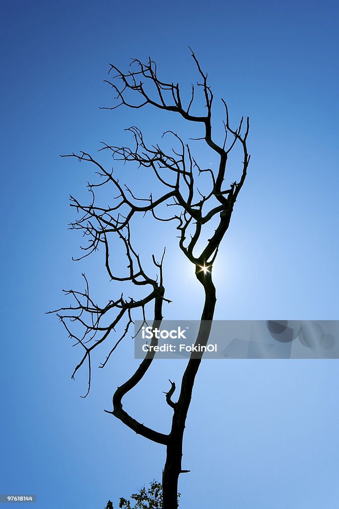 Muerto silueta de árbol de pino - Foto de stock de Aire libre libre de derechos