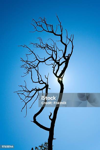 Muerto Silueta De Árbol De Pino Foto de stock y más banco de imágenes de Aire libre - Aire libre, Azul, Cielo