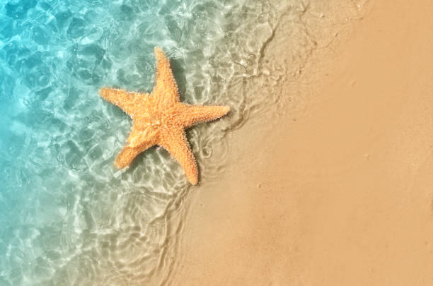 istock starfish on the summer beach in sea water. 976182594