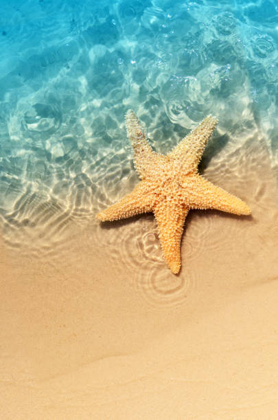 istock starfish on the summer beach in sea water. 976183474