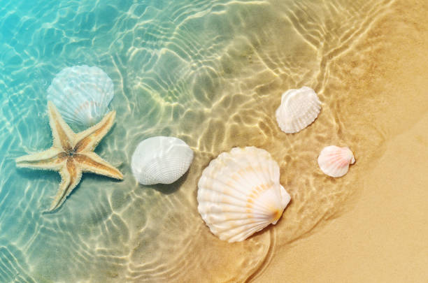 istock starfish and seashell on the summer beach in sea water. 976183616