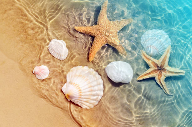 istock starfish and seashell on the summer beach in sea water. 976185766