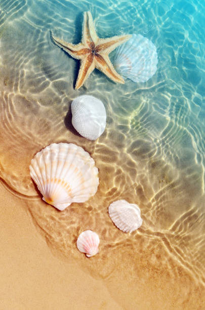 istock starfish and seashell on the summer beach in sea water. 976185878