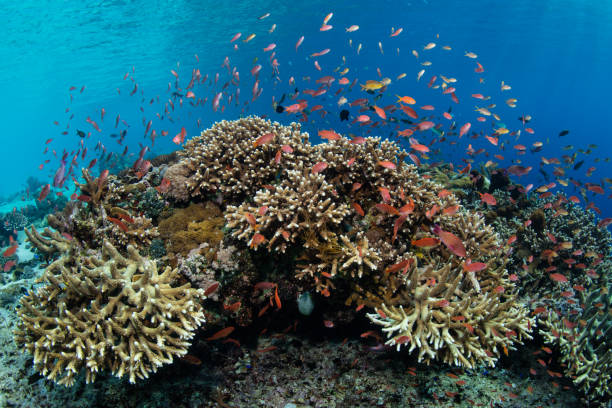 istock Colorful Fish and Corals in Indonesia 976188440