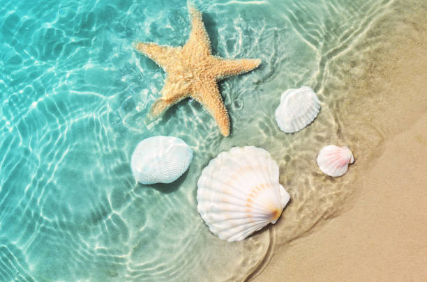 istock starfish and seashell on the summer beach in sea water. 976189158