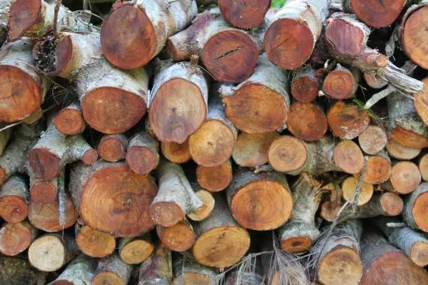 wood, timber, brown logs, togetherness, group, solidarity,  logs, in a pile.