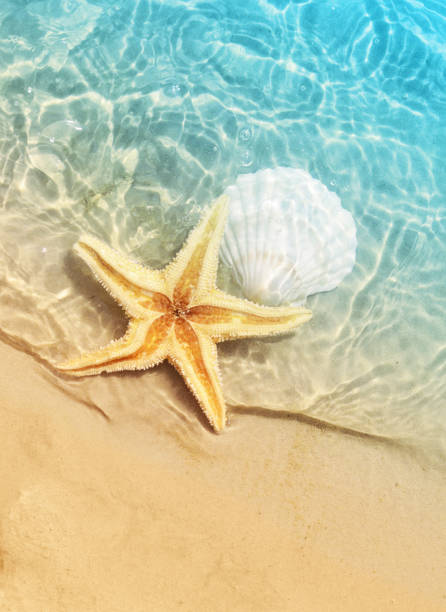 istock starfish and seashell on the summer beach in sea water. 976189380