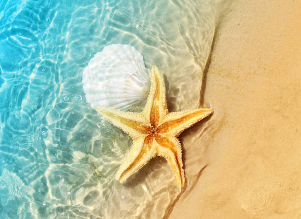 istock starfish and seashell on the summer beach in sea water. 976189468