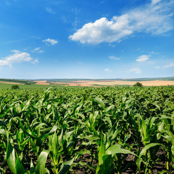 istock Bright green cornfield and blue sky with light cumulus clouds. 976199966