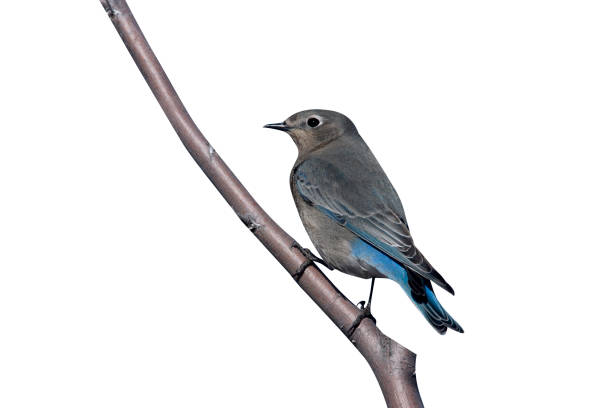 istock Mountain bluebird, Sialia currucoides 976209144