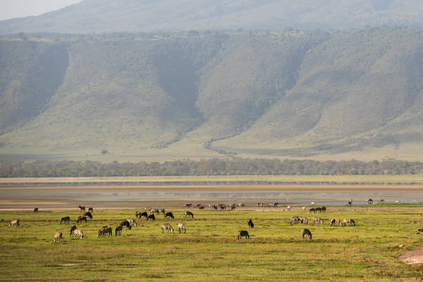 istock Animals in Ngorongoro crater 976209416