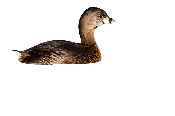 istock Pied-billed grebe, Podilymbus podiceps 976209796
