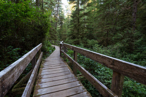 istock Trail in the Woods 976210918