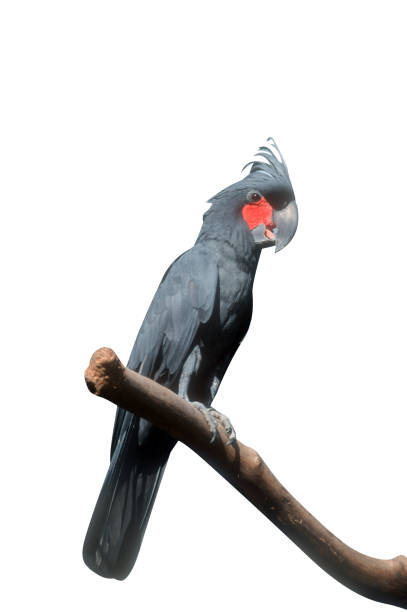 istock PALM COCKATOO, Probosciger aterrimus 976211048
