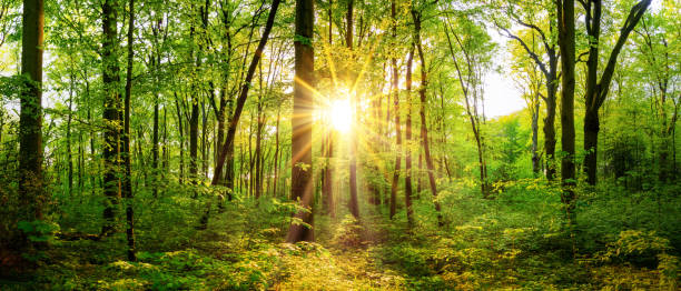 istock Forest panorama with bright sun and big trees 976215854