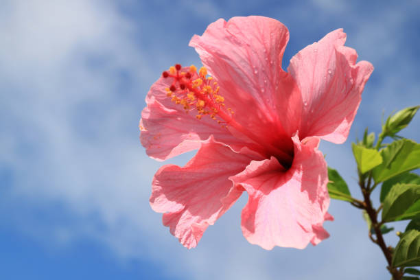 istock Closed up pink Hibiscus with raindrops against blue cloudy sky, Easter Island, Chile 976221584