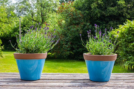 two colorful blue flower pots on a garden table in a green garden with green plants