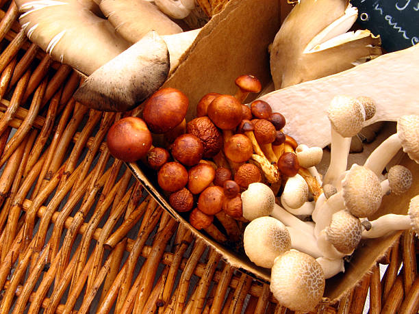 istock The fungi family 97623318