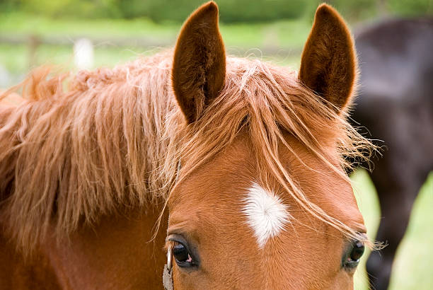 istock Horse`s  meltig gaze 97623333