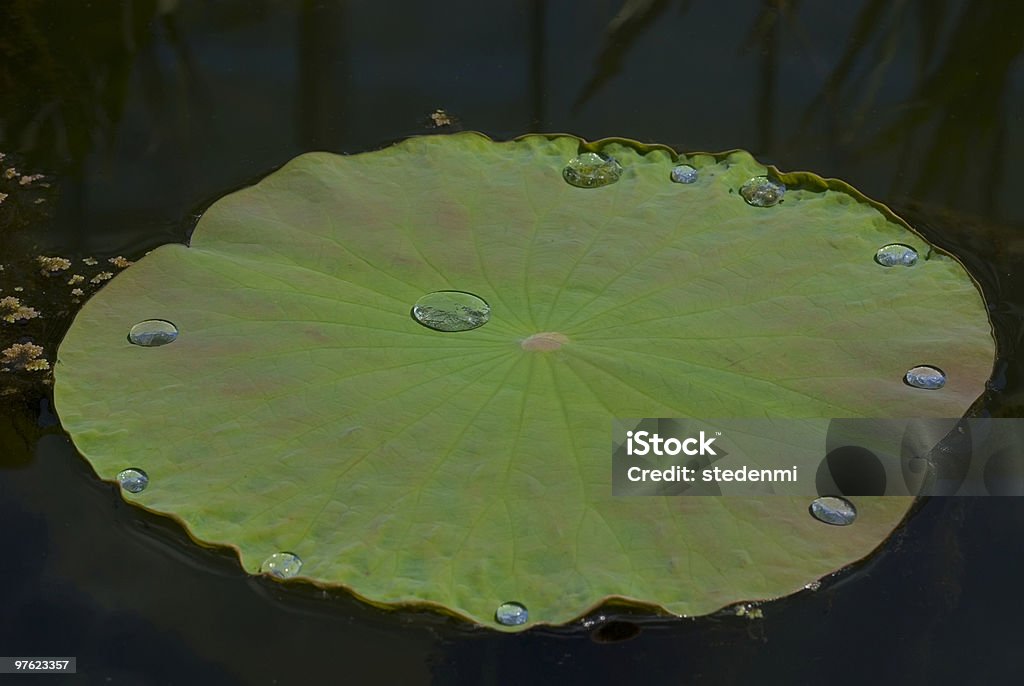 Lotus feuille avec goutte d'eau de 4 - Photo de Abstrait libre de droits