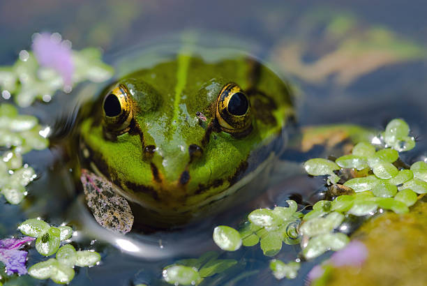 istock Edible Frog in pond 03 97623381
