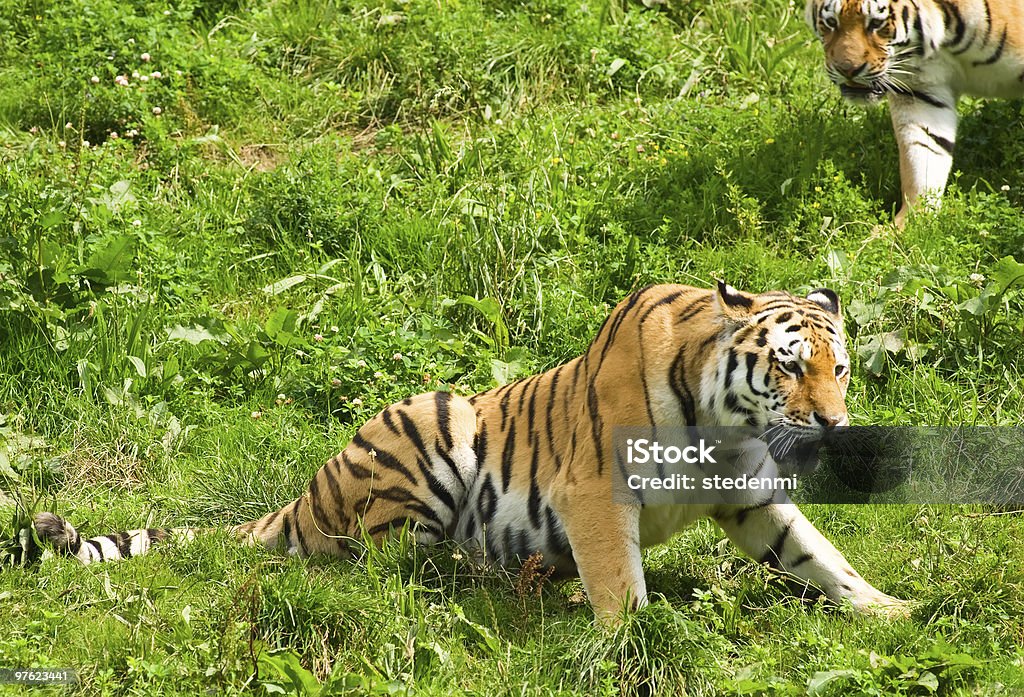 Tigers  Animal Stock Photo