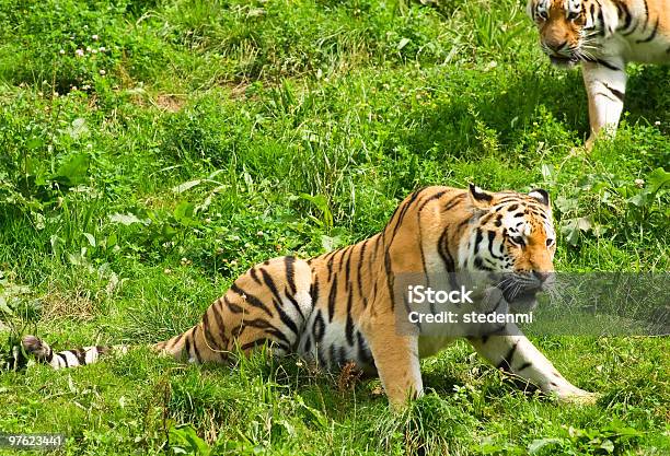 Tigers Stock Photo - Download Image Now - Animal, Animal Wildlife, Big Cat