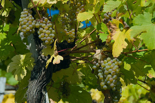 Grapes at a vineyard in Austria, closeup stock photo