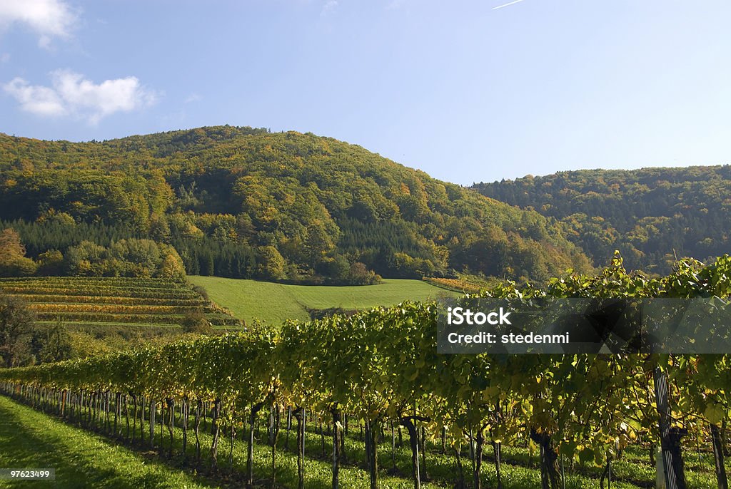 カラフルなブドウ園では、山々のオーストリア - 緑色のロイヤリティフリーストックフォト
