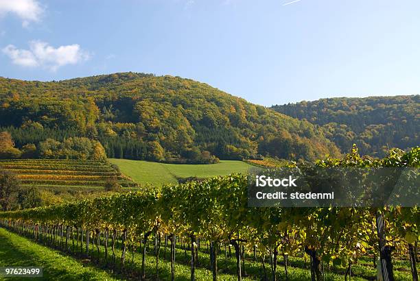 カラフルなブドウ園では山々のオーストリア - 緑色のストックフォトや画像を多数ご用意 - 緑色, ブドウ, 秋