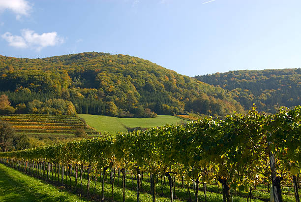 Colorful vineyard in the mountains of Austria stock photo