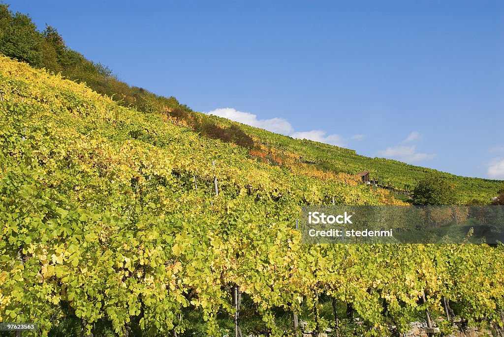 Bunte Weinberg in den Bergen von Österreich - Lizenzfrei Alkoholisches Getränk Stock-Foto