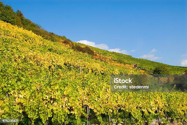 Bunte Weinberg In Den Bergen Von Österreich Stockfoto und mehr Bilder von Alkoholisches Getränk - Alkoholisches Getränk, Alm, Altertümlich