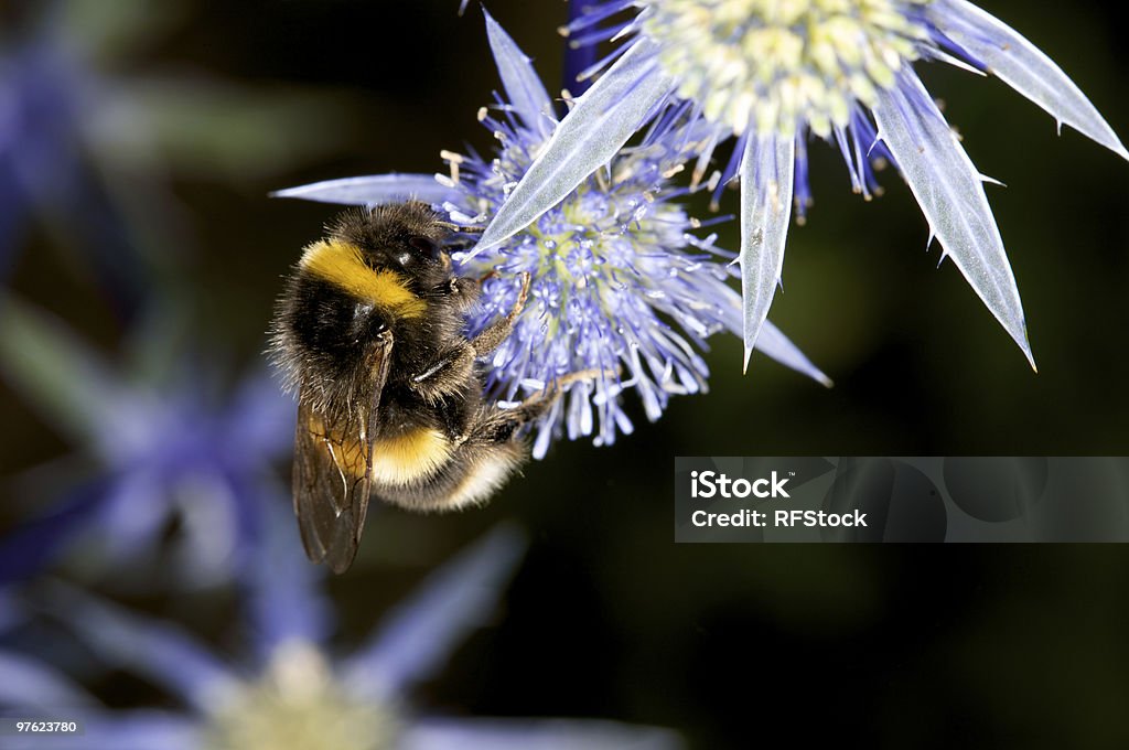 Bumble Bee on Spiky Blue Purple Flower  Beauty In Nature Stock Photo