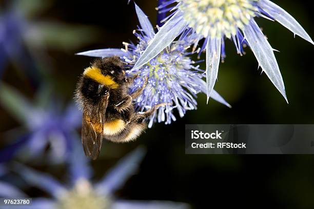 Bumble Bee On Spiky Blue Purple Flower Stock Photo - Download Image Now - Beauty In Nature, Bee, Blue