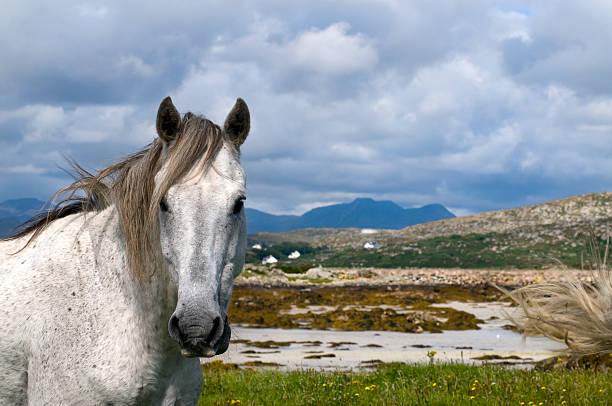 Connemara pony in Ireland stock photo