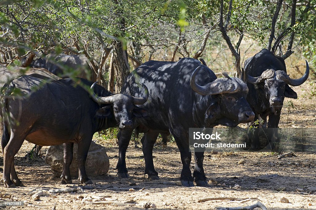 Buffalo na África do Sul - Royalty-free Animal Foto de stock