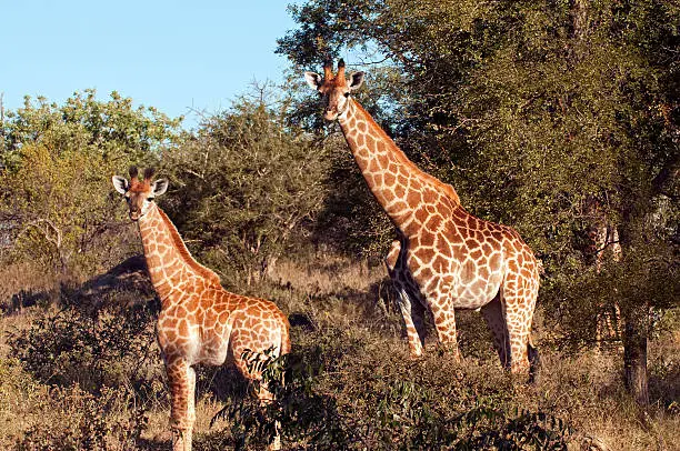 Photo of Giraffes in South Africa