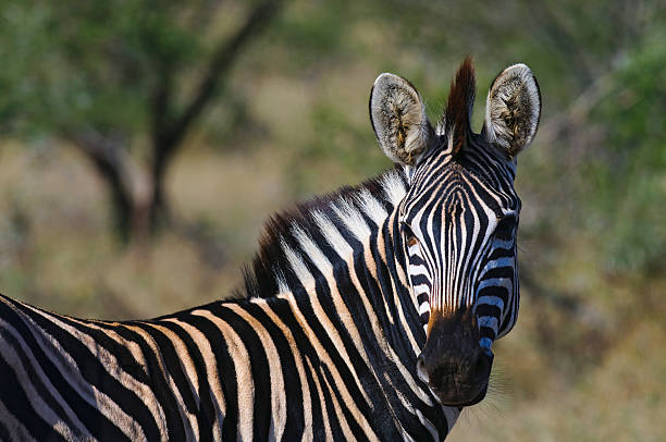 Zebra in South Africa stock photo