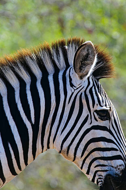 Zebra in South Africa stock photo
