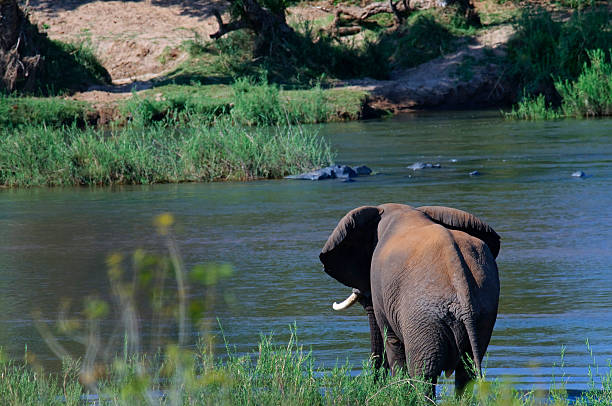 Elephant  in South Africa stock photo