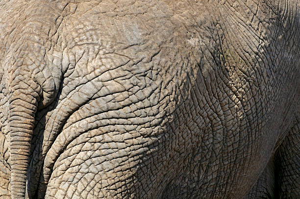 Elephant in South Africa stock photo