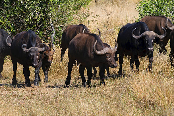 Buffalo in South Africa stock photo