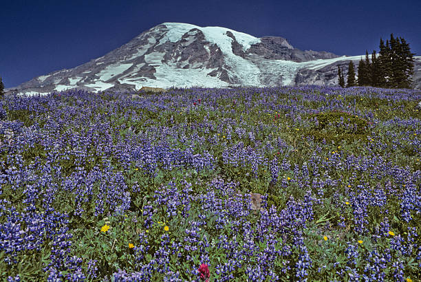Mount Rainier and Meadow of Lupine Mount Rainier at 14,410' is the highest peak in the Cascade Range. This image was photographed from the beautiful Paradise Meadows at Mount Rainier National Park in Washington State. The image shows the meadow in full bloom with lupine, paintbrush and other wildflowers. jeff goulden mount rainier national park stock pictures, royalty-free photos & images